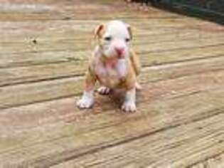 American Bulldog Puppy for sale in Charlotte, NC, USA