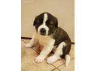 Saint Bernard Puppy for sale in Mead, WA, USA