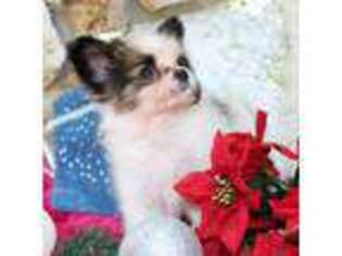 Papillon Puppy for sale in Ocala, FL, USA
