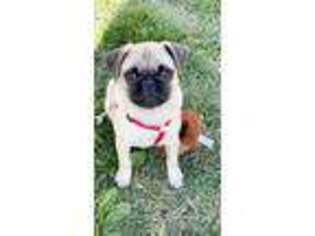 Pug Puppy for sale in Logansport, IN, USA