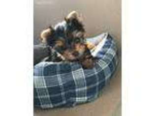 Yorkshire Terrier Puppy for sale in Des Moines, IA, USA