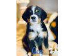 Bernese Mountain Dog Puppy for sale in Clinton, MO, USA
