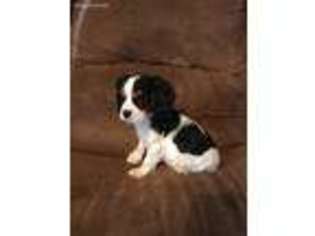 Cavalier King Charles Spaniel Puppy for sale in Crowell, TX, USA