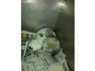 Mutt Puppy for sale in El Reno, OK, USA