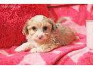 Mutt Puppy for sale in Andover, OH, USA