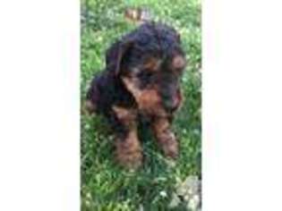Welsh Terrier Puppy for sale in ACAMPO, CA, USA