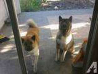 Akita Puppy for sale in BRENTWOOD, CA, USA