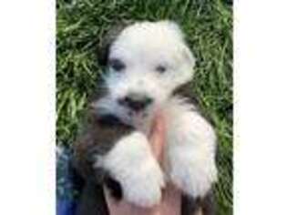 Old English Sheepdog Puppy for sale in Honeyville, UT, USA