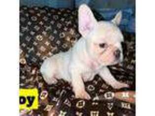 French Bulldog Puppy for sale in Casa Grande, AZ, USA