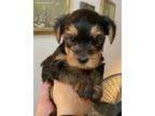 Yorkshire Terrier Puppy for sale in Naperville, IL, USA