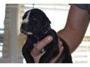 Great Dane Puppy for sale in Oxford, GA, USA