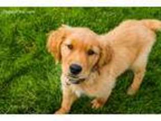Golden Retriever Puppy for sale in Logan, UT, USA