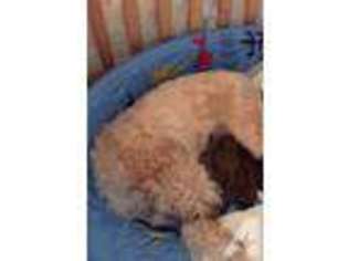 Soft Coated Wheaten Terrier Puppy for sale in ALGONA, WA, USA