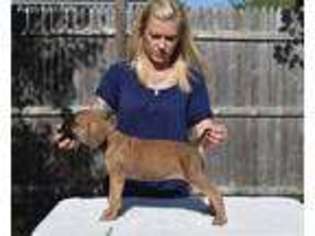 Cane Corso Puppy for sale in Boston, MA, USA