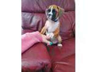 Boxer Puppy for sale in Humboldt, IA, USA