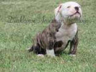 American Bulldog Puppy for sale in Darlington, MO, USA