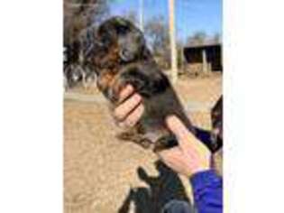 Dachshund Puppy for sale in Arlington, KS, USA