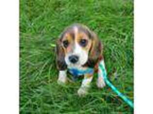 Beagle Puppy for sale in Unknown, , USA
