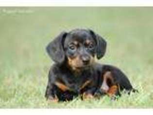 Dachshund Puppy for sale in Pilot Point, TX, USA