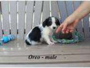 Mutt Puppy for sale in Deer Lodge, TN, USA