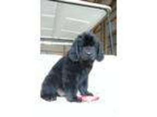 Newfoundland Puppy for sale in Mount Victory, OH, USA