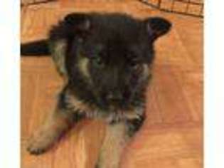 German Shepherd Dog Puppy for sale in Mio, MI, USA