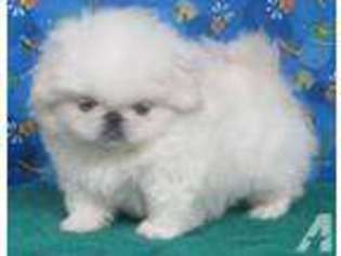 Pekingese Puppy for sale in BORING, OR, USA