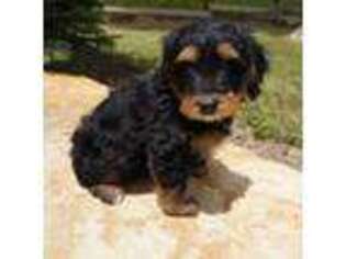 Mutt Puppy for sale in Montrose, CO, USA
