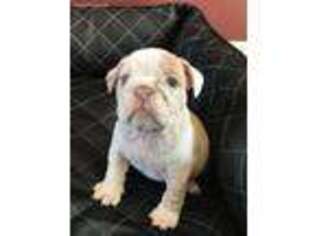 Bulldog Puppy for sale in Exeter, CA, USA