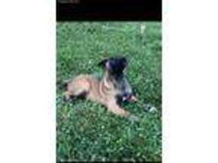 Belgian Malinois Puppy for sale in Springfield, KY, USA