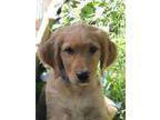 Golden Retriever Puppy for sale in Perry, MI, USA