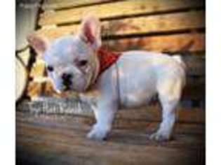 French Bulldog Puppy for sale in La Grange, CA, USA