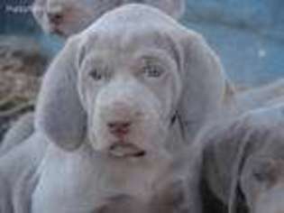 Weimaraner Puppy for sale in Amorita, OK, USA