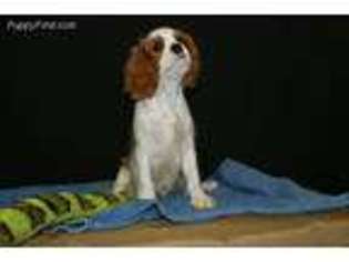 Cavalier King Charles Spaniel Puppy for sale in Coleman, OK, USA