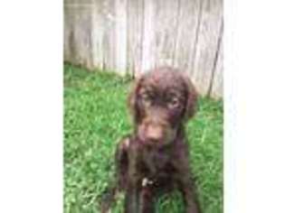 Labradoodle Puppy for sale in Sugar Land, TX, USA