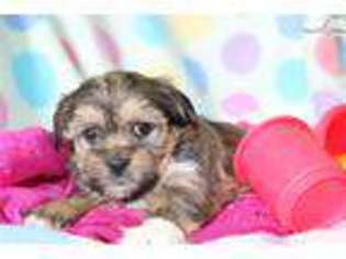Shorkie Tzu Puppy for sale in Greensboro, NC, USA