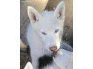 Siberian Husky Puppy for sale in Port Orchard, WA, USA