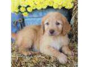 Goldendoodle Puppy for sale in Koshkonong, MO, USA