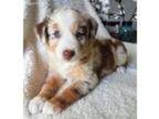 Australian Shepherd Puppy for sale in Nokomis, IL, USA