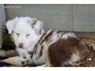 Australian Shepherd Puppy for sale in Cameron, TX, USA
