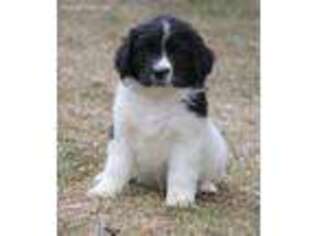 Newfoundland Puppy for sale in Three Rivers, MI, USA
