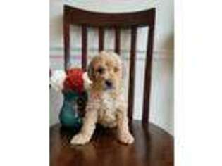 Goldendoodle Puppy for sale in Millersville, MD, USA