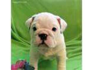 Bulldog Puppy for sale in Bolivar, MO, USA