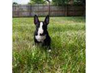Bull Terrier Puppy for sale in Forsyth, IL, USA