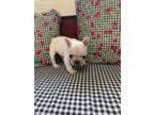 French Bulldog Puppy for sale in Quitman, MS, USA