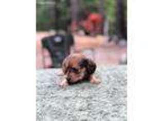 Dachshund Puppy for sale in Covelo, CA, USA