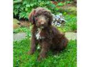Mutt Puppy for sale in Cambridge City, IN, USA