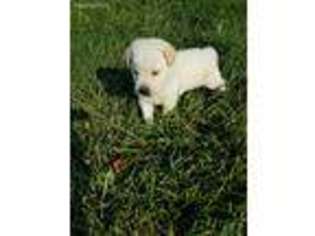 Labrador Retriever Puppy for sale in Greentop, MO, USA