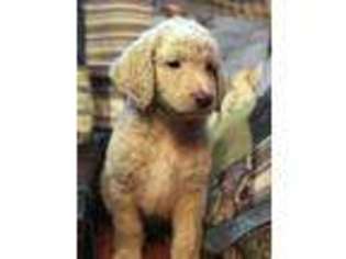 Labradoodle Puppy for sale in Dayton, TX, USA
