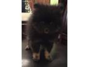 Pomeranian Puppy for sale in Sutherland, IA, USA